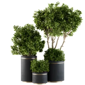 Indoor plant black gold